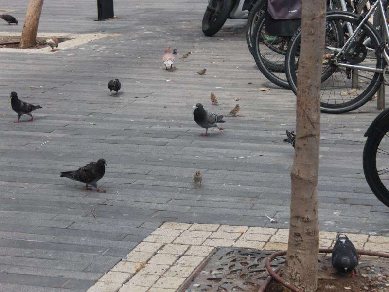 סיפור | שלומציון ואזאנא